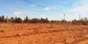 الجلفة.. ربط 171 مستثمرة فلاحية بالشبكة الكهربائية