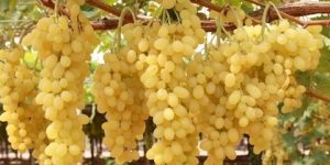 الطارف.. توقع إنتاج قرابة 113 ألف قنطار من العنب