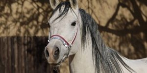 سنريهم آياتنا في الآفاق.. الخيول العربية