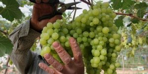 سنريهم آياتنا في الآفاق.. مزارع العنب