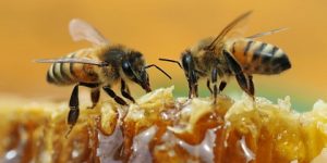 سنريهم آياتنا في الآفاق.. العسل مضاد للبكتيريا