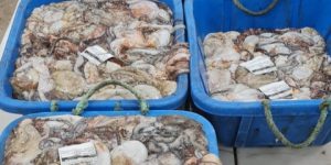 تصدير 230 طن من الجمبري والأخطبوط نحو أوربا