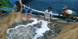 الطارف: تربية الأسماك المدمجة بالفلاحة أداة أخرى لتحسين المردودية