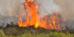 الحرائق تتسبب في إتلاف 41 ألف هكتار من المساحات الغابية في 2023