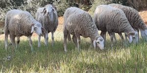 تيارت.. فتح أكثر من 252 ألف هكتار من أراضي المحميات للموالين منذ بداية 2022