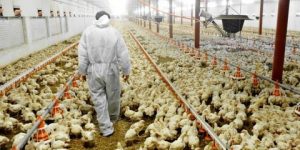 تربية الدواجن: وزارة الفلاحة تؤكد وفرة مدخلات تغذية لدى الديوان الوطني لتغذية الأنعام