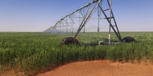  رهان على الزراعات الإستراتيجية بولاية ورقلة