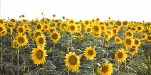 وهران.. نجاح تجربة زراعة عباد الشمس