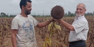 البليدة.. نتائج مشجعة في أول تجربة لإنتاج عباد الشمس