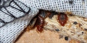 بقّ الفراش يغلق 7 مدارس بفرنسا