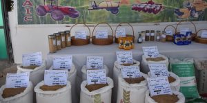 الشلف: توفير أزيد من 50 ألف قنطار من بذور الحبوب لفائدة الفلاحين