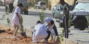 جيجل.. غرس 300 شجيرة بعاصمة الولاية ضمن المرحلة الأولى