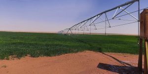 بولايات جنوب البلاد.. أزيد من 22 ألف هكتار للزراعات الإستراتيجية