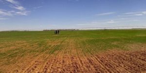 النعامة.. استرجاع أكثر من 4200 هكتار من الأراضي الفلاحية غير المستغلة