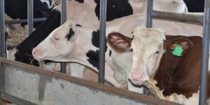 عين الدفلى.. تخصيص أزيد من 14200 جرعة لتقيح الأبقار ضد الحمى القلاعية