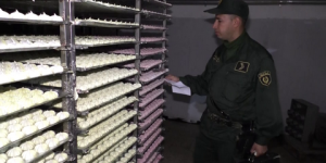 العاصمة: الدرك الوطني بالسمار يضع حدا لنشاط ورشة سرية لصناعة الحلويات