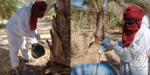 يوم تحسيسي حول الوقاية من آفة النخيل “خنفساء وحيد القرن” بورقلة