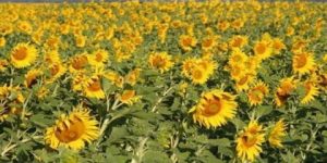 برمجة زراعة دوار الشمس على مساحة ألف هكتار بالطارف