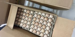 أوناب: استلام ثاني دفعة لبيض التفقيص المستورد