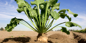 المنيعـــــــة.. نحو استحداث قطب فلاحــــــي لزراعـــــــة الشمنــــدر السكــــــري