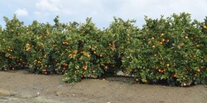 البليدة.. توسيع مساحة زراعة الحمضيات لأكثر من 21 ألف هكتار