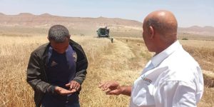 أم البواقي: توقع إنتاج نحو 1.7 مليون قنطار من الحبوب