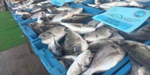 الشلف.. تسجيل إرتفاع في إنتاج الثروة السمكية خلال سنة 2023