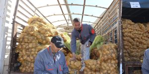 الشلف.. تسويق البطاطا و البصل مباشرة للمستهلك