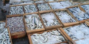 بومرداس.. إنتاج قرابة 650 طن من الأسماك في الثلاثي الأول لسنة 2024