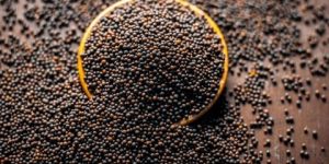 بذور الخردل… خصائص صحية مذهلة في علاج الربو