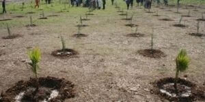 البيض.. عمليات تشجير واسعة في إطار توسيع السد الأخضر