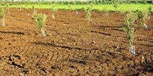 خنشلة.. برنامج لغرس ما يقارب 86 ألف شجيرة زيتون