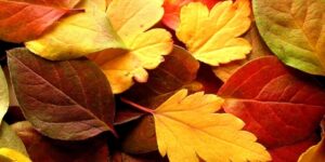 سنريهم آياتنا في الآفاق.. الإعجاز في ورق الشجر