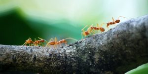 سنريهم آياتنا في الآفاق.. درب النمل