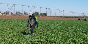 المنيعة: قطب فلاحي لزراعة الشمندر السكري في الأفق