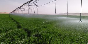 استثمارات أجنبية كبرى جديدة في مجال الزراعات الاستراتيجية