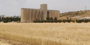 البليدة.. نحو رفع قدرات تخزين الحبوب إلى أكثر من 600 ألف قنطار