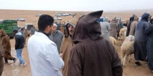 إعادة فتح أسواق الماشية بولايتي البيض والنعامة بعد شهر من الغلق