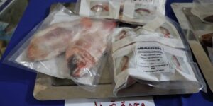 الجزائر تصدر زهاء 5000 طن من منتجات الصيد البحري سنويا