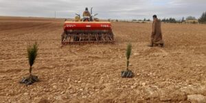 البيض.. حملة الحرث والبذر تغطي مساحة 6 آلاف هكتار