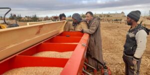 باتنة.. استهداف زرع مساحة تزيد عن 100 ألف هكتار من الحبوب خلال الموسم الفلاحي الجاري