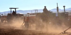 معسكر.. حوالي 87 ألف هكتار لزراعة الحبوب