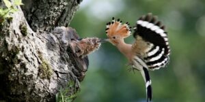 سنريهم آياتنا في الآفاق.. عبر من قصة الهدد