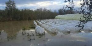 جيجل.. الشروع في إحصاء خسائر القطاع الفلاحي جراء التقلبات الجوية