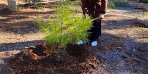 غرس 500 شجيرة بحمام ملوان