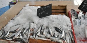 تسويق سمك السردين بـ 500 دج في عنابة