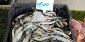 تسويق سمك السردين بسعر 500 دج وترخيص الاستيراد لكسر الأسعار