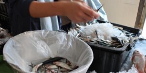 وهران: تراجع كبير في أسعار السردين