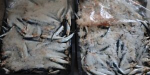 سردين تونسي في أسواق بسكرة