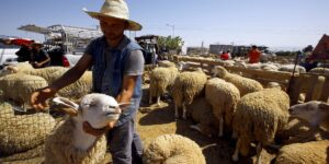 بومرداس.. استحداث 61 نقطة بيع أضاحي العيد